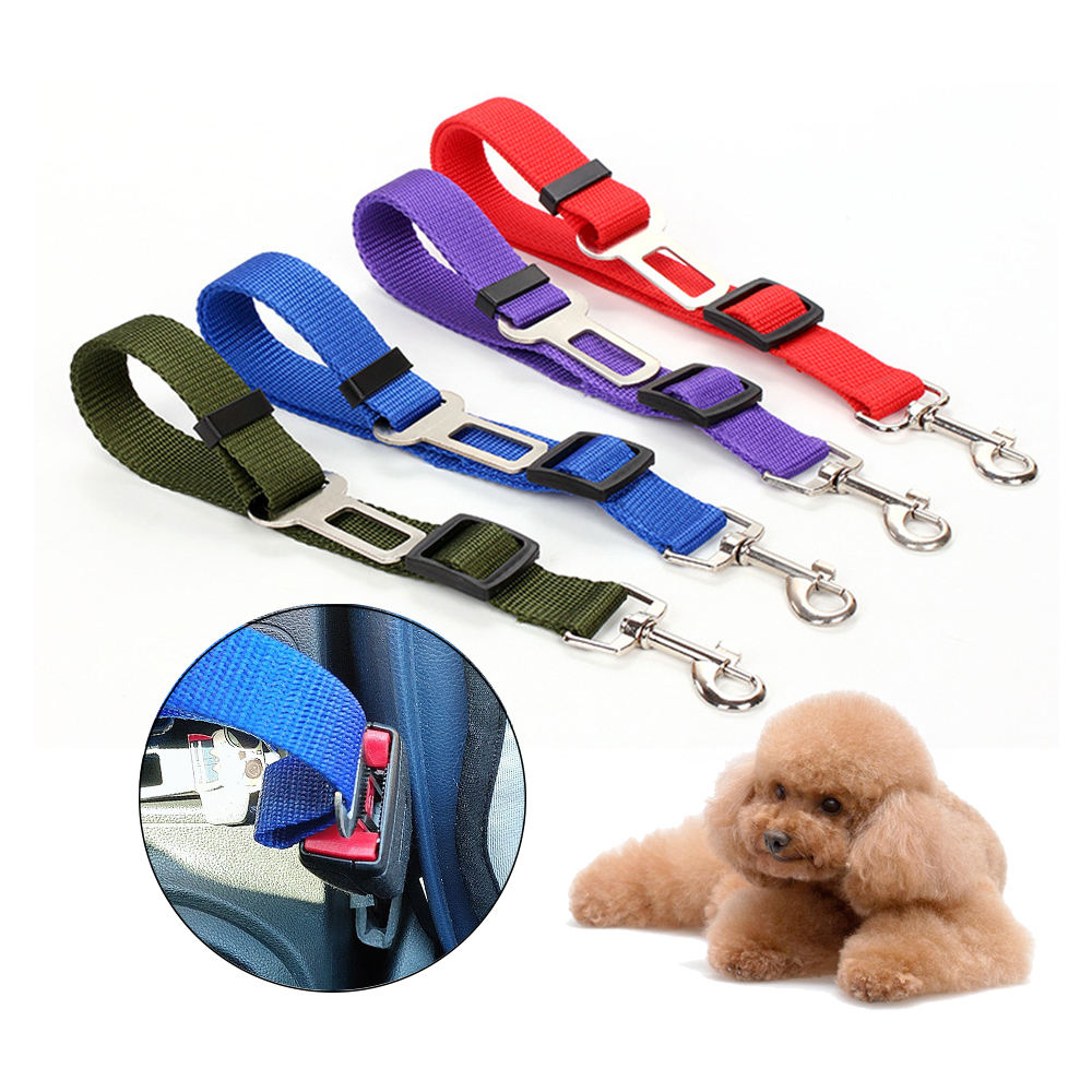 Car safety tether clipped into a seat-belt buckle